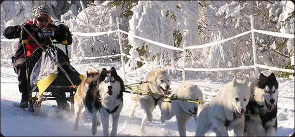 Dog Sleighing