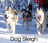 Dog Sleighing